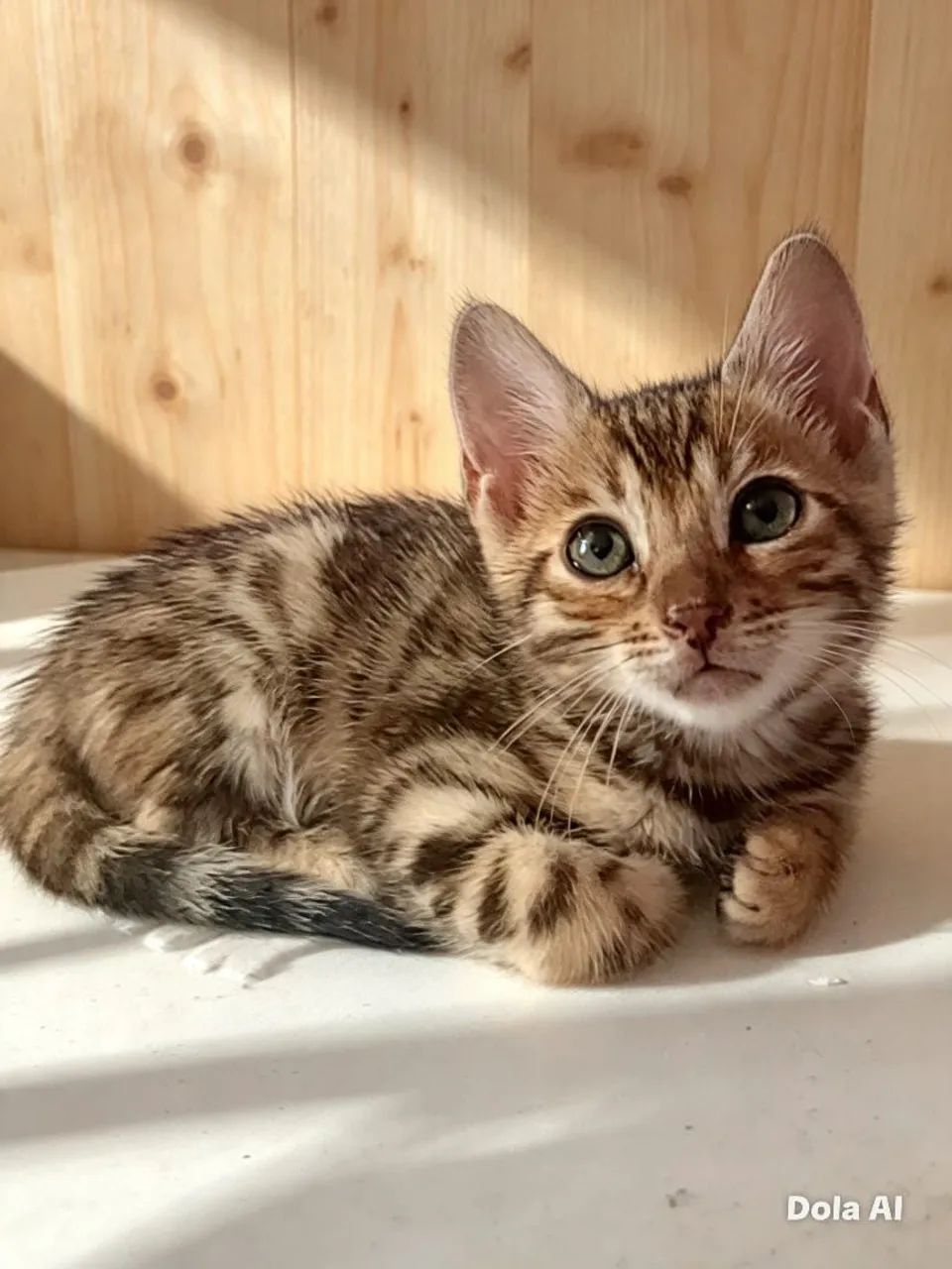 Gato bengal 