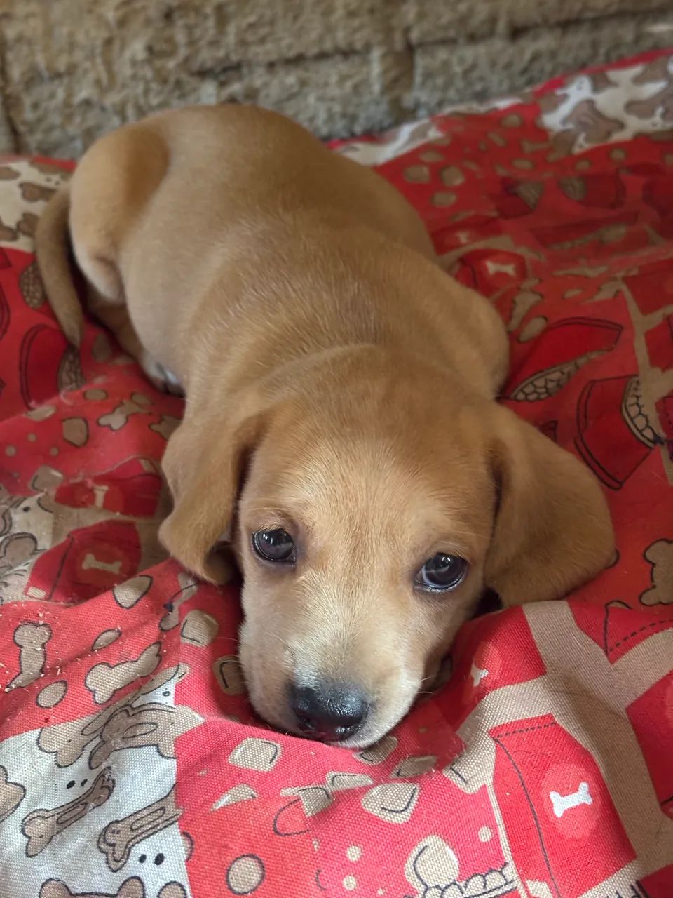 Filhotes de Dachshund - Foto 3