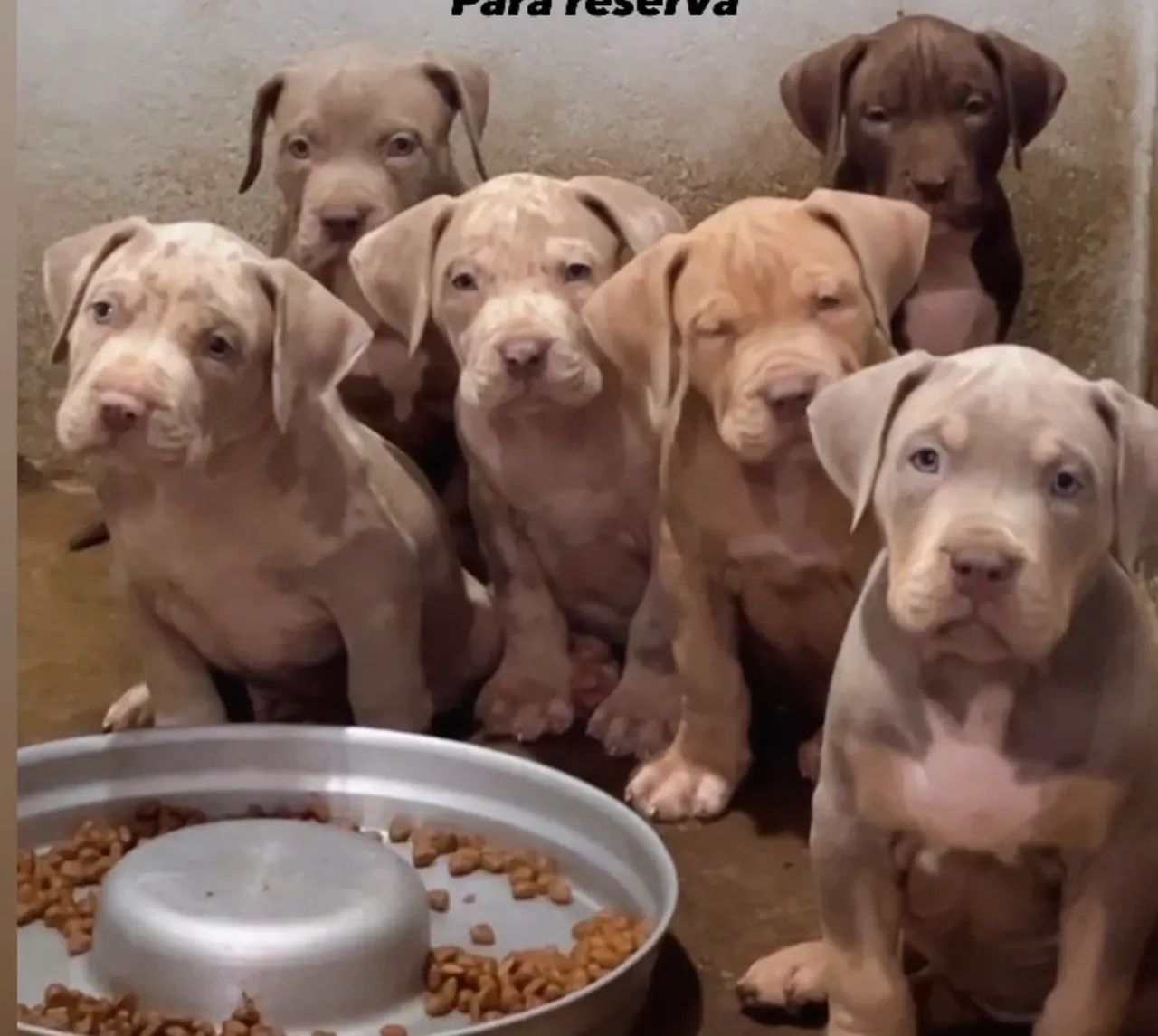 Pit monsters / brazilian bulls - Foto 4