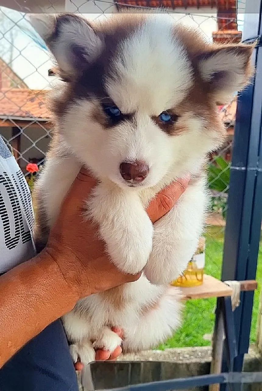 Husky Siberiano  - Foto 2