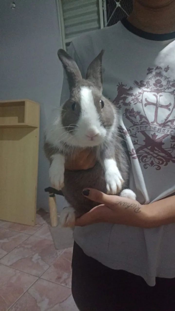 doação de coelha - Foto 3