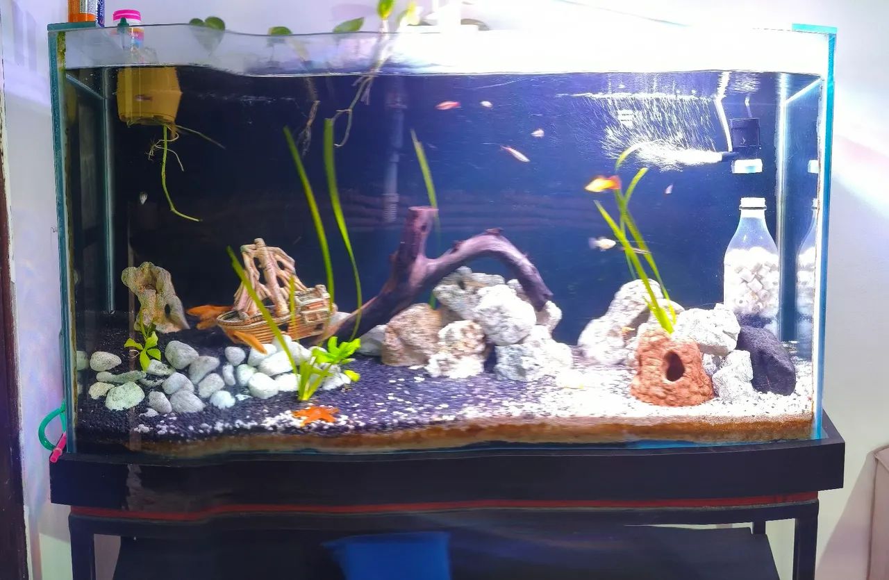 Aquário completo  - Foto 3