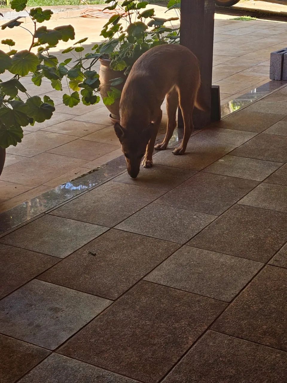 Cachorra doação  - Foto 2