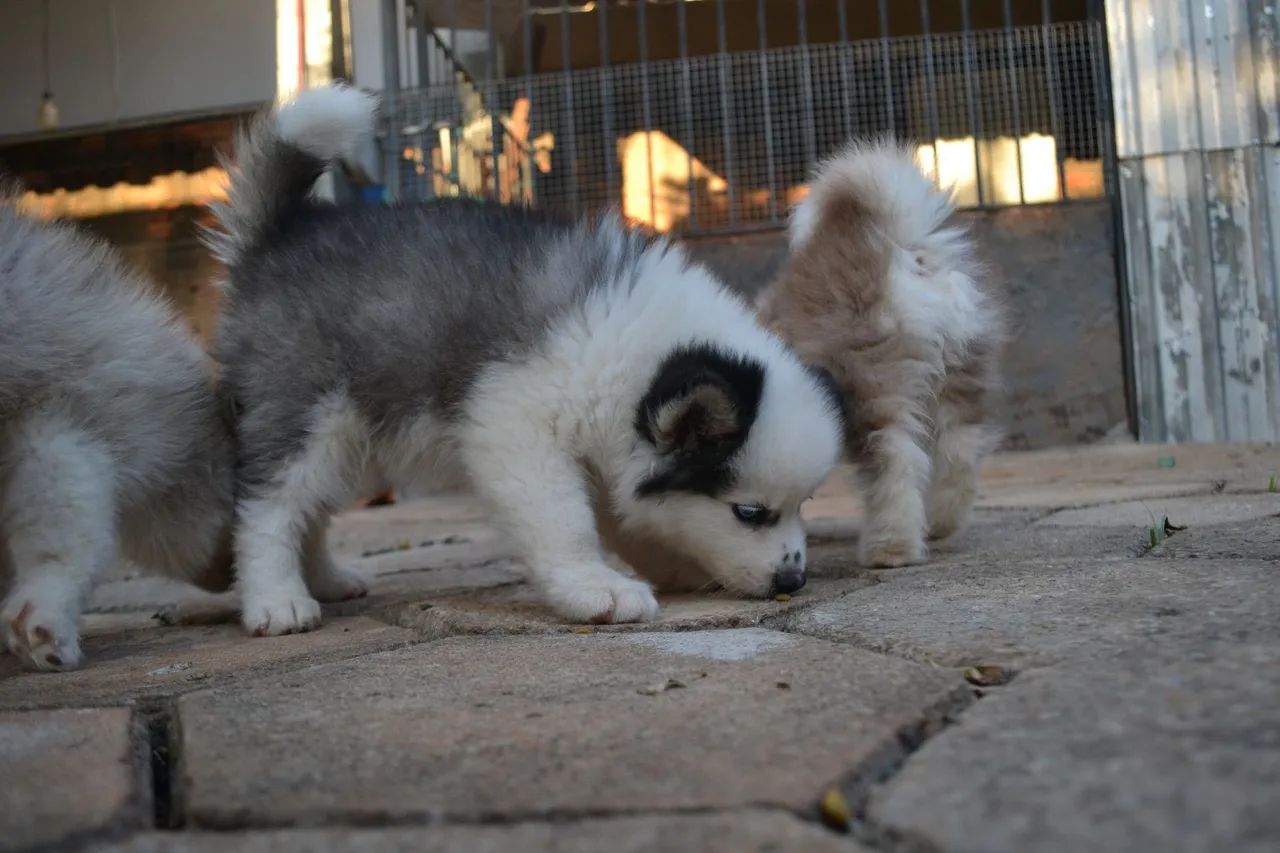 Pomsky  - Foto 4