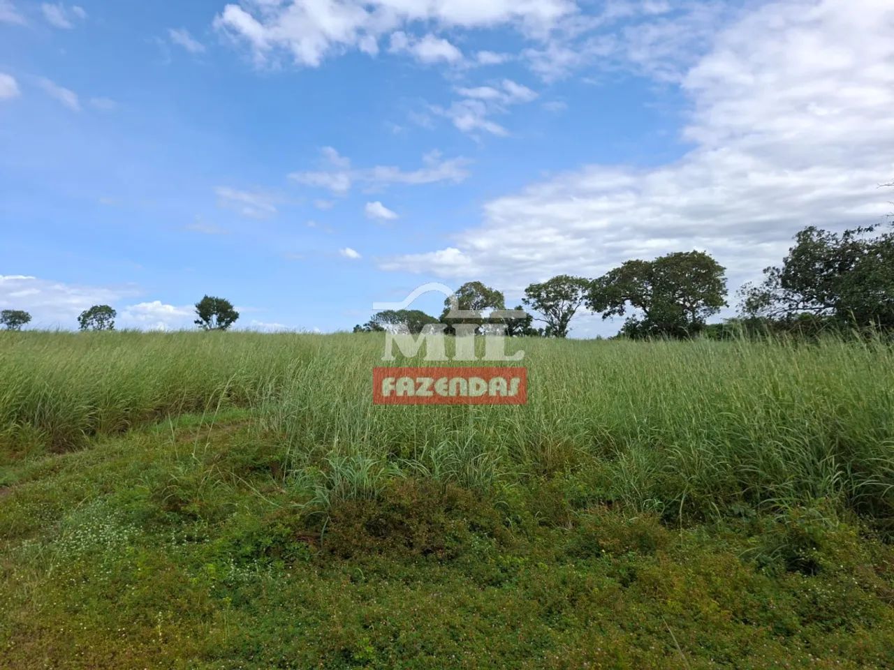 Fazenda 318 Alqueires (1.542 hectares) Alvorada - TO - Foto 3
