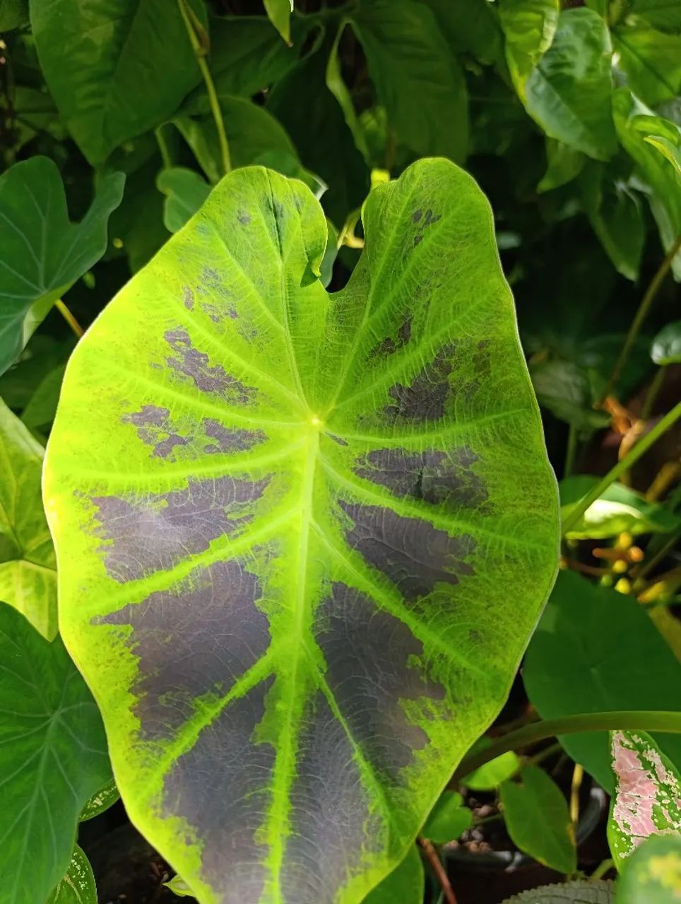 Caladiums  - Foto 2
