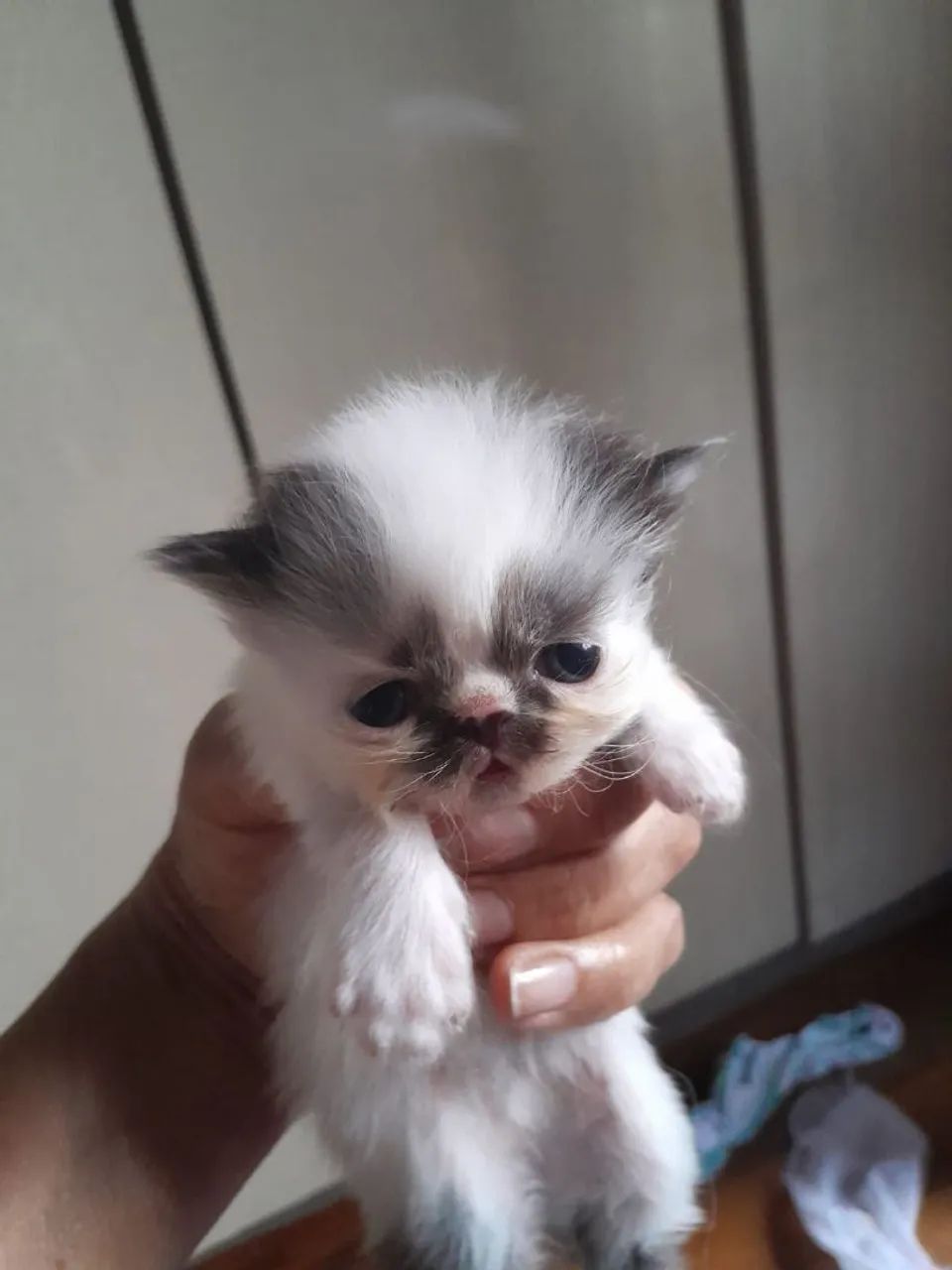 Gatinhos ( persas ) - Foto 4