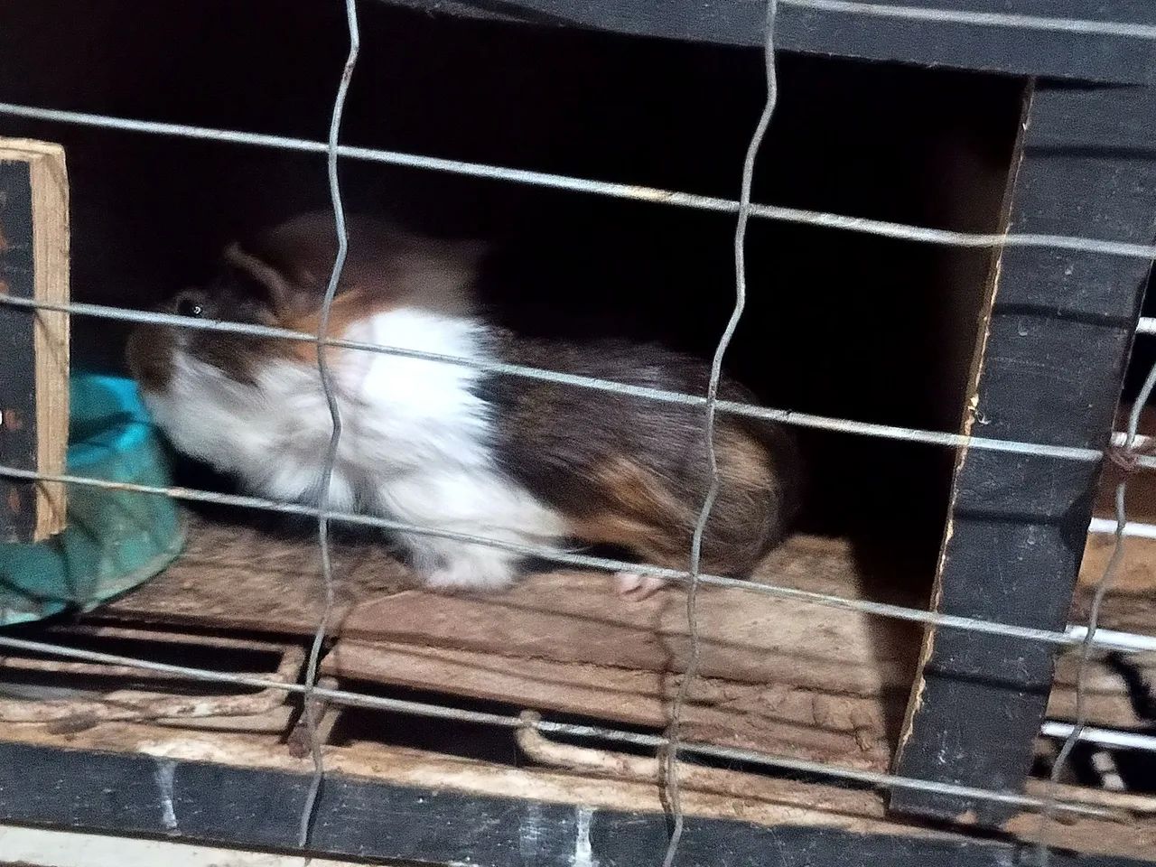 Porquinho da índia macho  - Foto 4