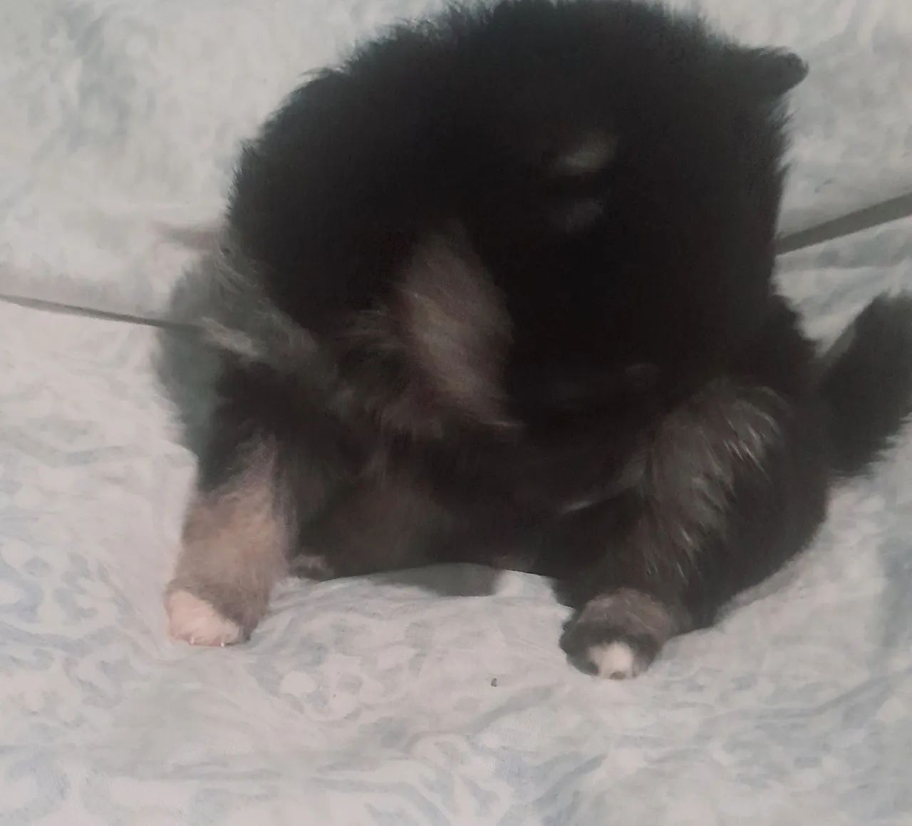 Vendo/Troco Spitz alemão fêmea - Foto 2