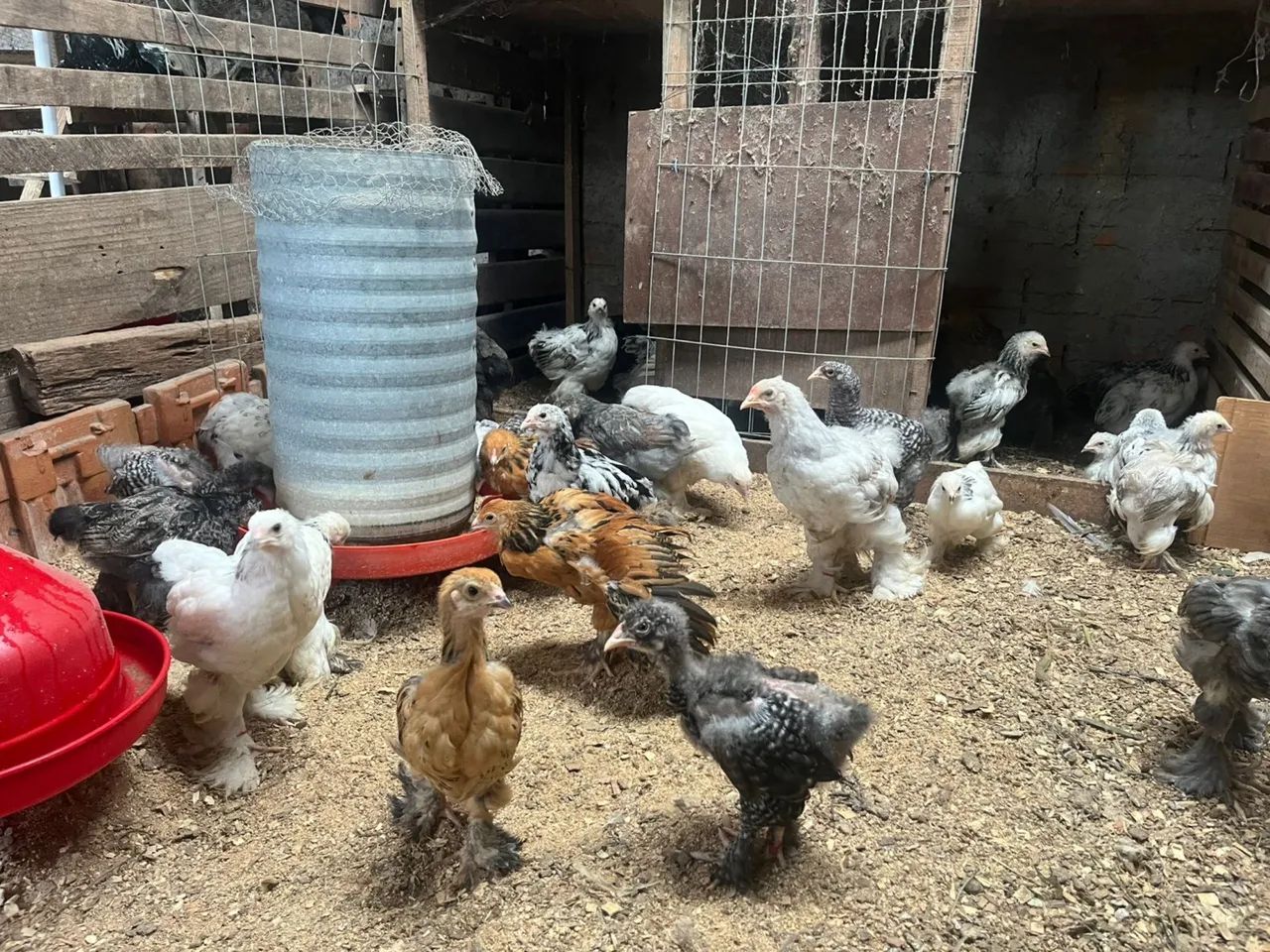 Pintinhos e frangos de Brahma  - Foto 3