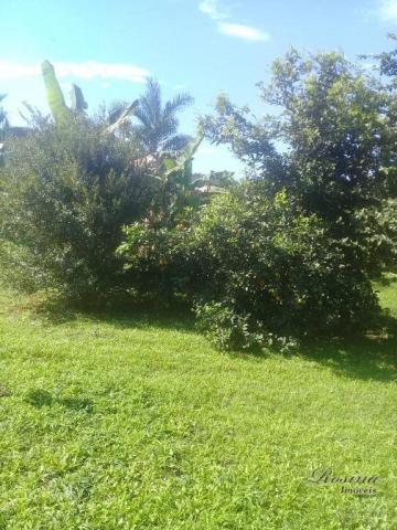 Chácara com mais de 5 alqueires no anhaia - Foto 3