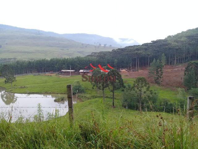 8051 | fazenda à venda em fazenda pinhão, pinhão - Foto 3