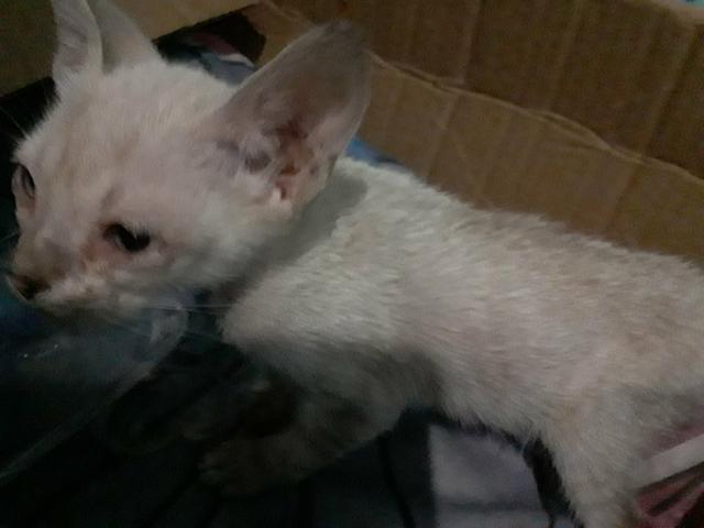 Doa-se gatinho branco - Foto 4