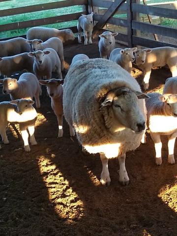 Carneiro Texel