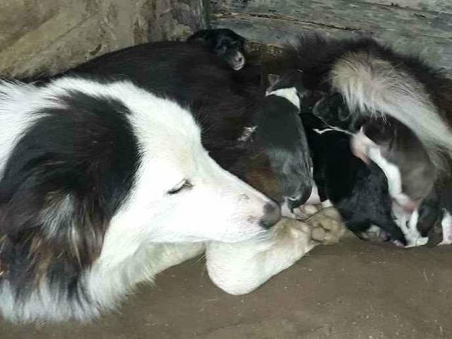 Doação filhote border collie