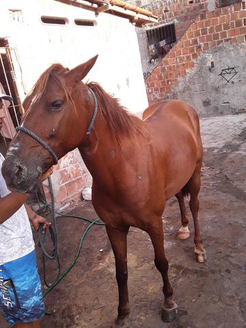 Eguá mistiça de quarto de milha faço rolo também - Foto 2