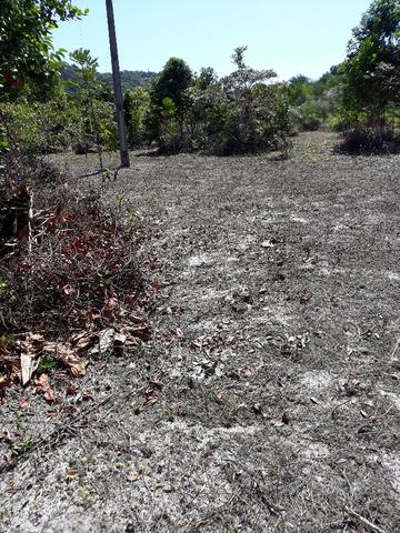 Lote rodovia - ilheus-itacare a 900 metros da praia - Foto 11