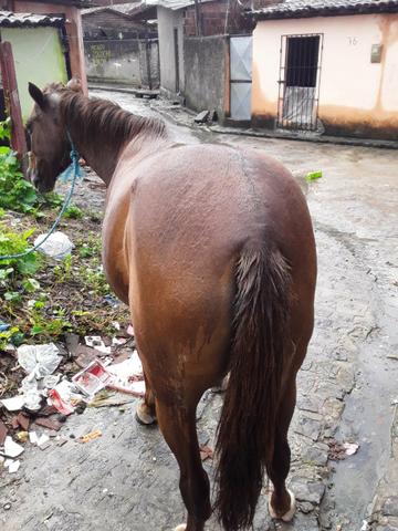 Potra mistiça de quarto de milhar