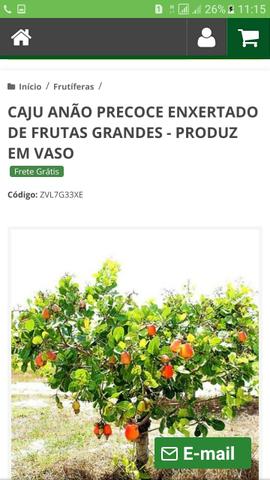 Muda enxertadas de frutíferas preço de atacado a partir de 10$ - Foto 3