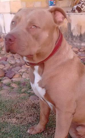 Filhote de Pit bull red nose - Foto 2