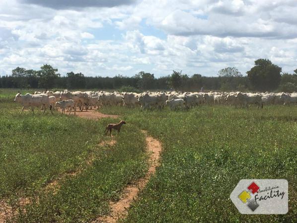 Linda Fazenda estruturada em João Pinheiro MG - Foto 2