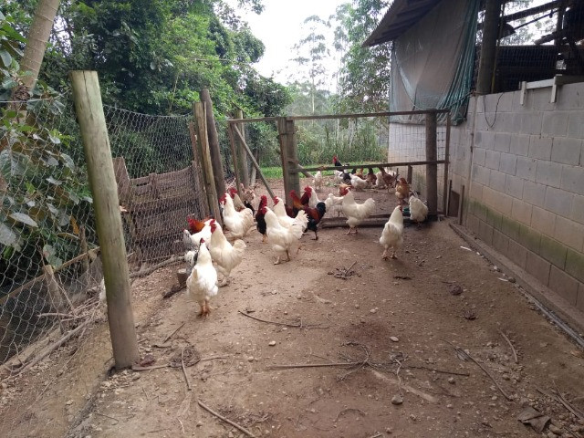 Galos caipira e de raça