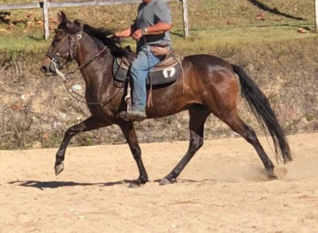 Cavalo marcha picada top - Foto 4