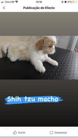 Vendo Cães olhe e leia o anúncio - Foto 4