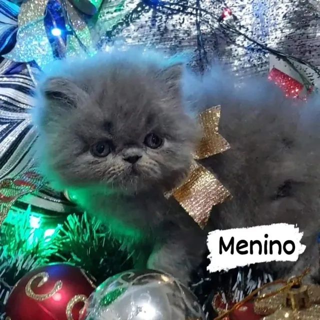 Persas pronta entrega!!! - Foto 3