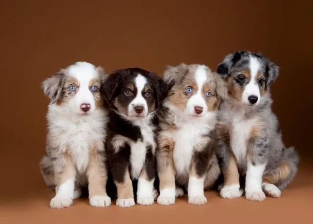 Cachorro Border Collie macho e femea, com garantia genetica vitalicia. -  Cachorros e acessórios - Munhoz Júnior, Osasco 1261817580