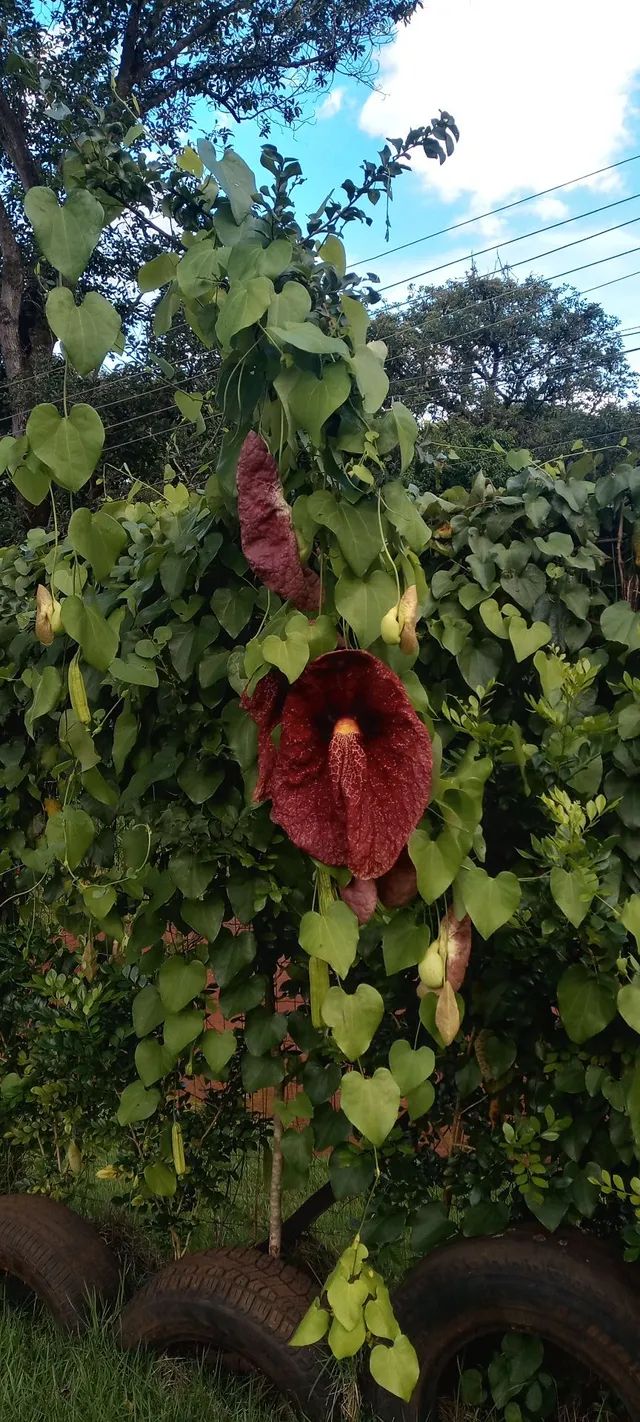 SÍTIO ABENÇOADO - Foto 6