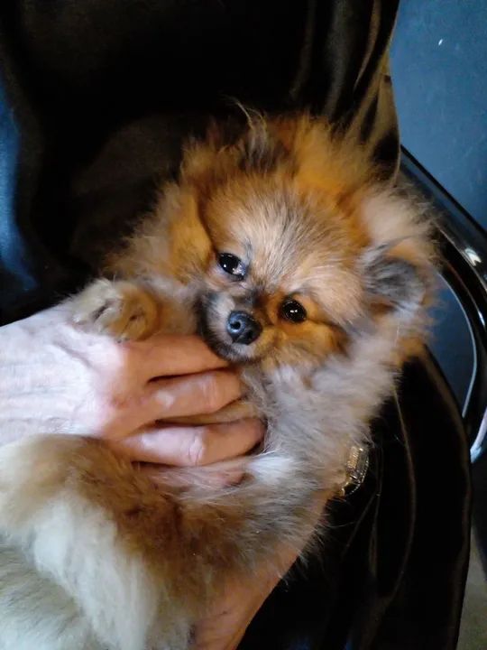 Mini lulu da Pomerânea Anão machinho 