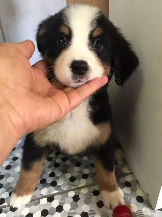 Filhote de Boiadeiro de Berna - Foto 2