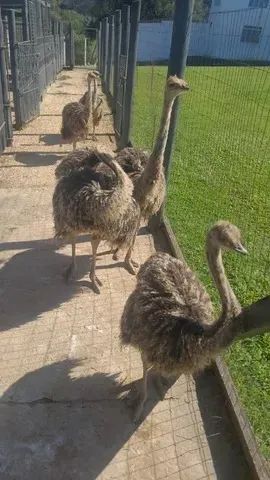 Filhotes de Avestruz - Raça African Black (Casal)