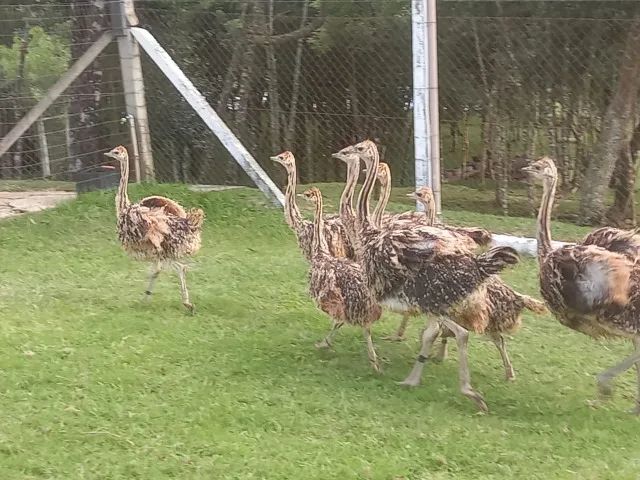 Filhotes de Avestruz - Raça African Black (Casal) - Foto 2