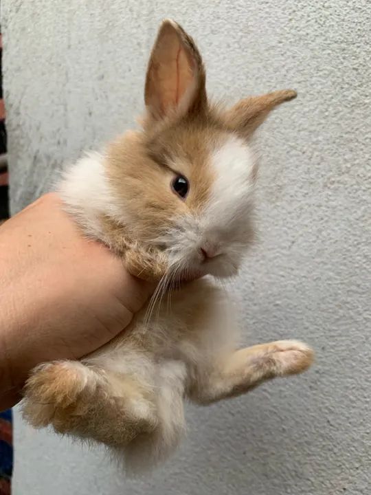 Mini Coelhos Lindos  - Foto 3