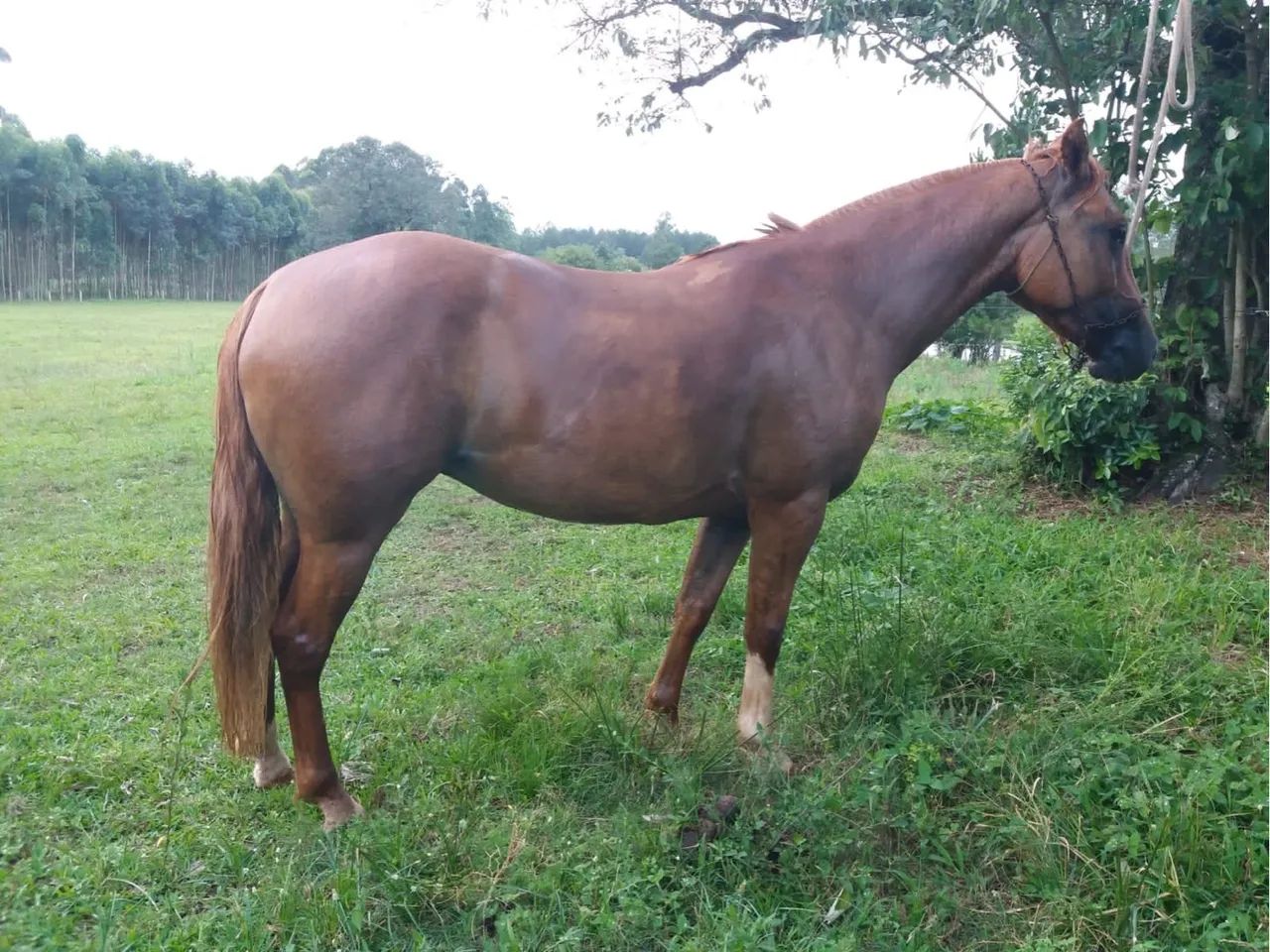 Égua Documentada, 4 anos, Craque!