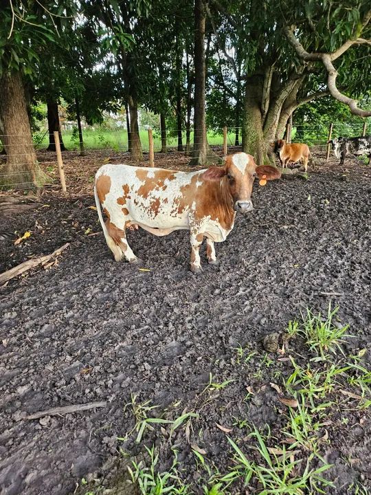 Mini vaca de exposição  - Foto 3