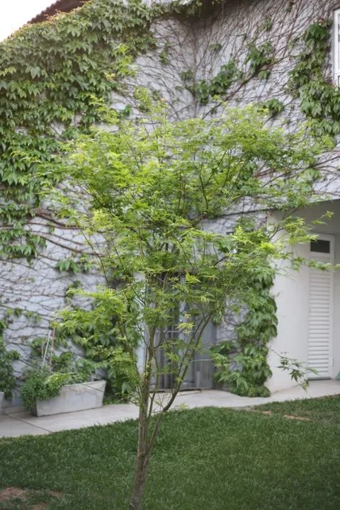 Corpo Canon 5D Classic - Foto 5