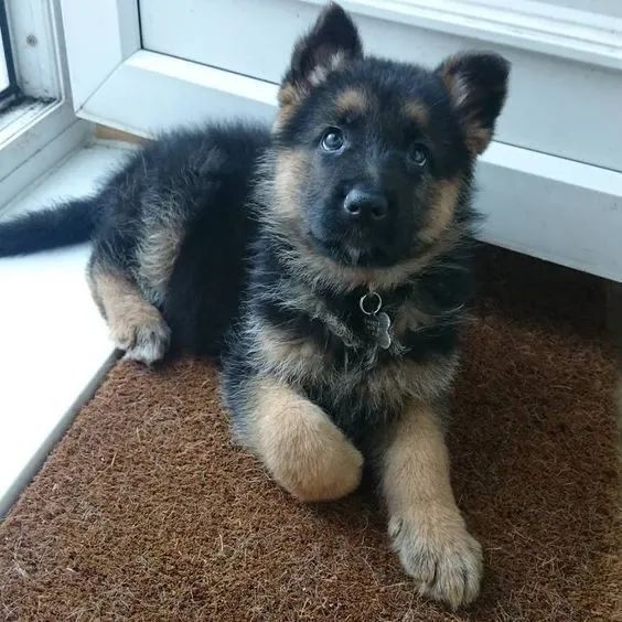 Pastor Alemão capa preta guardião e companheiro