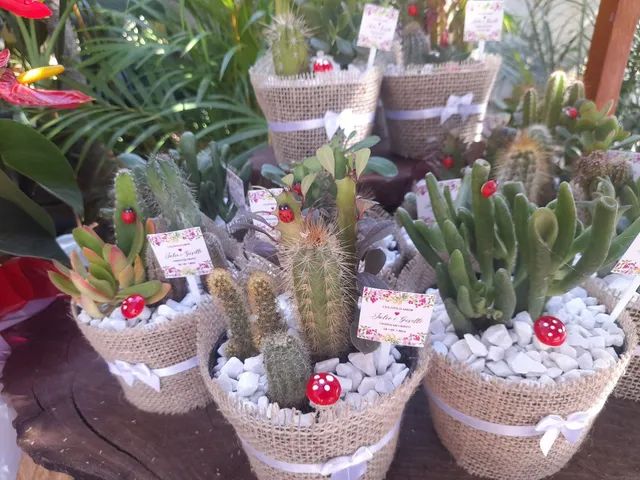 Lembrancinhas de cactos e suculentas  - Foto 2