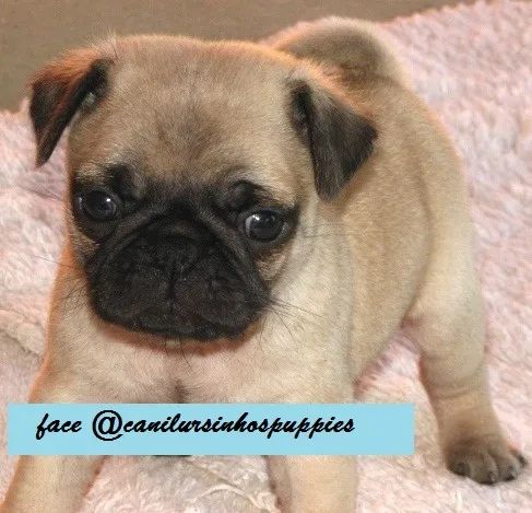 pug bebes pronta entrega garanta hoje seu bebe ! - Foto 5