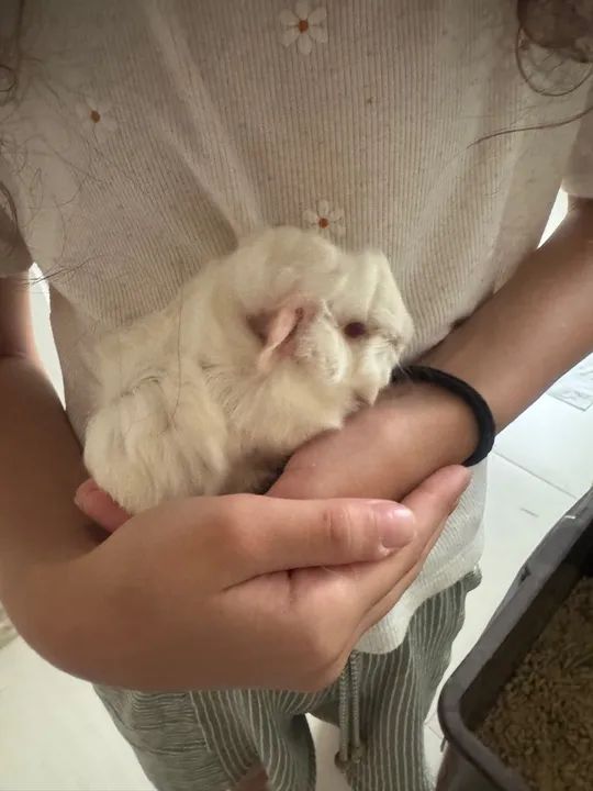 Porquinho da índia peruano lindos - Foto 4