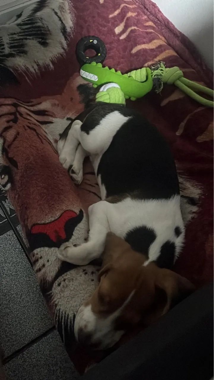 Filhote Beagle 2 meses - Foto 5