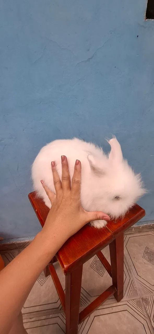 Coelho macho - Foto 3