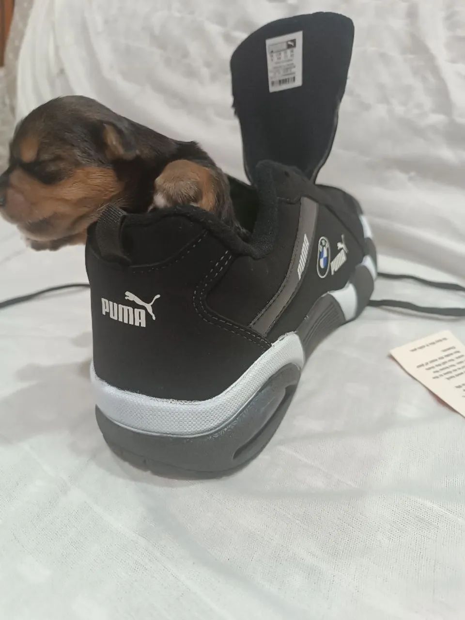 Yorkshire micro legítimo  - Foto 3