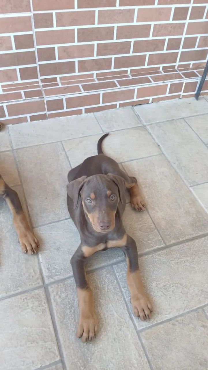 Doberman fêmeas - Foto 2