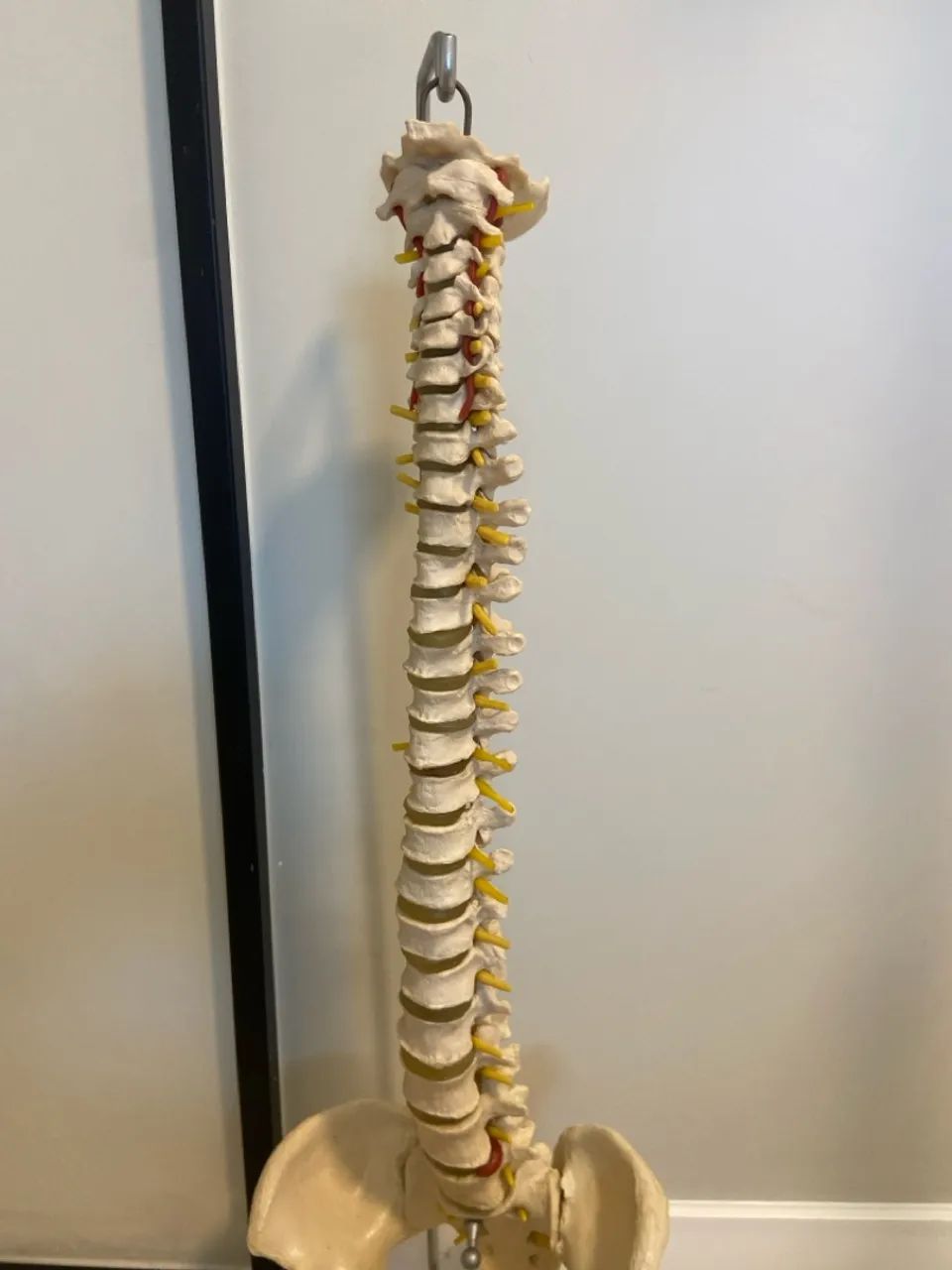 Modelo Anatômico - Coluna Vertebral Completa - Foto 2