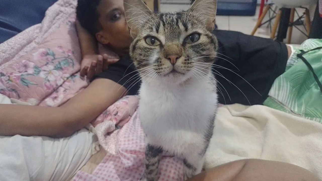 Gato para doação - Foto 2