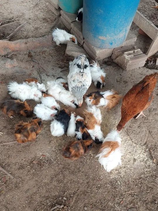 Porquinhos da índia - Foto 2